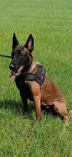 Lieve mechelse herder teefje, Rabiës (hondsdolheid), 15 weken tot 1 jaar, Teef, Eén hond
