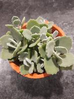 Kalanchoe milotii, Huis en Inrichting, Kamerplanten, Ophalen of Verzenden, Halfschaduw, Minder dan 100 cm