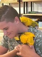 Goudparkieten supertam onverwant koppel, Meerdere dieren, Papegaai, Geringd