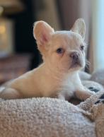 😍 nog 1 Super stoere x fluffy franse bulldog pup teefje 😍, Parvo, 8 tot 15 weken, Teef, Bulldog
