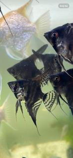 5 Maanvissen, Dieren en Toebehoren, Vissen | Aquariumvissen, Vis, Zoetwatervis