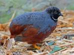 Chinese dwergkwartels hanen, en hennen te koop, Dieren en Toebehoren, Vogels | Overige Vogels, Meerdere dieren, Tropenvogel