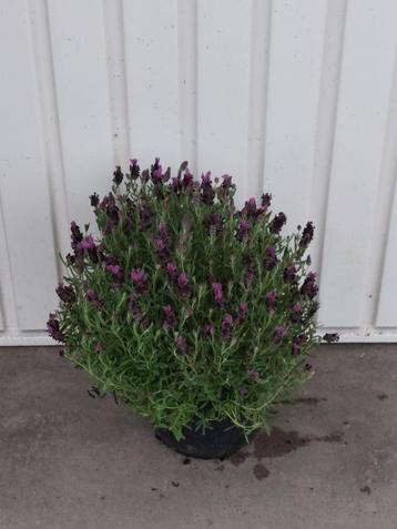 lavandula stoechas beschikbaar voor biedingen