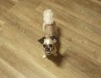 Boomer, Dieren en Toebehoren, 15 weken tot 1 jaar, CDV (hondenziekte), Eén hond, Nederland