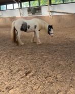 Betroubare bijrijder/verzorgster aangeboden !