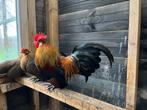 Te koop: Trio leuke Hollandse krieltjes, Dieren en Toebehoren, Pluimvee, Meerdere dieren, Kip