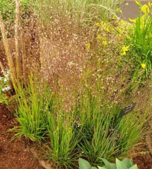 Briza Media | Bevertjesgras | P9, Tuin en Terras, Planten | Tuinplanten, Vaste plant, Siergrassen, Volle zon, Zomer, Ophalen of Verzenden