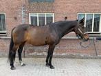 Lief en betrouwbaar Belgisch warmbloedpaard van 17, Dieren en Toebehoren, Merrie, Springpaard, 160 tot 165 cm, 11 jaar of ouder