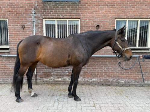 Lief en betrouwbaar Belgisch warmbloedpaard van 17, Dieren en Toebehoren, Paarden, Merrie, L, 160 tot 165 cm, 11 jaar of ouder