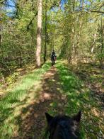 Pensionstal kleinschalig paddock paradise aan het bos, Dieren en Toebehoren, Weidegang, 2 of 3 paarden of pony's