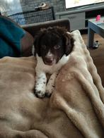 Super lieve wetterhoun x Friese stabij pup, Dieren en Toebehoren, CDV (hondenziekte), 8 tot 15 weken, Eén hond, Nederland