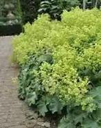 Alchemilla mollis (vrouwen mantel ), Tuin en Terras, Ophalen, Halfschaduw
