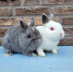 2 kleurdwerg voedsters, Dieren en Toebehoren, Vrouwelijk, Dwerg