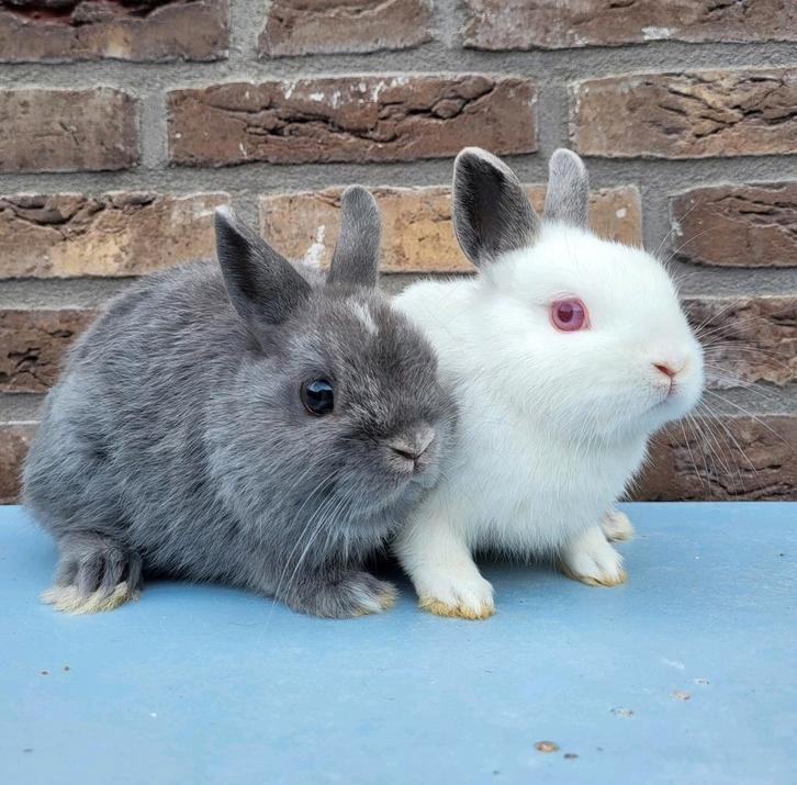 2 kleurdwerg voedsters, Dieren en Toebehoren, Konijnen, Dwerg, Vrouwelijk
