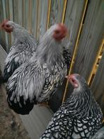 Wyandotte hanen, Dieren en Toebehoren, Pluimvee, Mannelijk, Kip