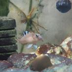 Neolamprologus kungweensis burton bay, Dieren en Toebehoren, Vis