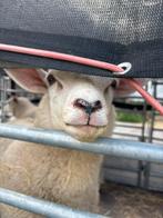 De allerliefste lammetjes zoeken een goed tehuis, Dieren en Toebehoren, Schapen, Geiten en Varkens, Meerdere dieren, Schaap