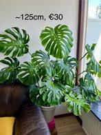 Monstera, Groene kamerplant, Ophalen, Overige soorten, 100 tot 150 cm