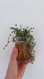 STring of pearls varrigatta, Huis en Inrichting, Kamerplanten, Ophalen, Overige soorten, Minder dan 100 cm
