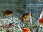 Fancy HQ goudvissen/Oranda's te koop., Dieren en Toebehoren, Vis