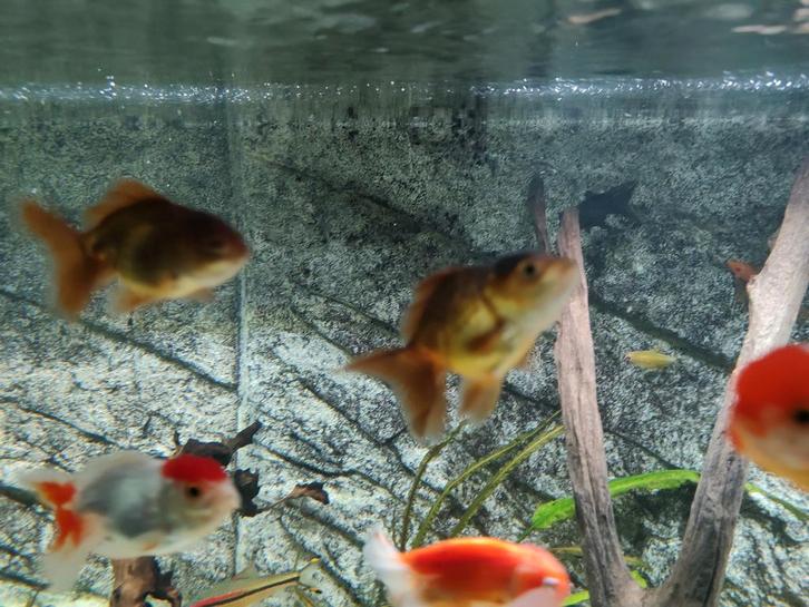 Fancy HQ goudvissen/Oranda's te koop., Dieren en Toebehoren, Vissen | Aquariumvissen, Vis