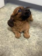 Nog 1 reutje beschikbaar, Dieren en Toebehoren, Honden | Teckels en Dashonden, Reu, CDV (hondenziekte), 8 tot 15 weken, Dwerg