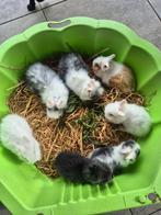 Lieve jonge angora konijntjes, Augustus, Meerdere dieren, Overige typen, Tam