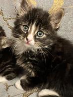 Britse langhaar, Dieren en Toebehoren, Katten en Kittens | Raskatten | Langhaar, Kater