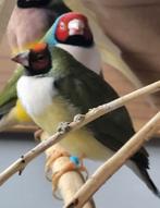 Roodkop witborst koppel gouldamadines