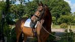 10 jarige Governor merrie te koop, Merrie, Z, Gechipt, Dressuurpaard