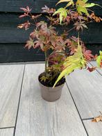 Japanse Esdoorn, Bamboe & Muehlenbeckia - Tuinplanten, Tuin en Terras, Planten | Tuinplanten, Overige soorten, Vaste plant, Ophalen of Verzenden