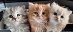 Britse langhaar kittens te koop, Dieren en Toebehoren, Meerdere dieren, Ontwormd, 0 tot 2 jaar