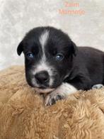 husky x stabij pups, CDV (hondenziekte), 8 tot 15 weken, Poolhond, Meerdere
