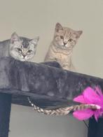 Britse Korthaar Kitten, Dieren en Toebehoren, Katten en Kittens | Raskatten | Korthaar, Kater, Ontwormd