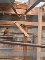 1-1 sneeuwkruin tapuiten, Meerdere dieren, Geringd