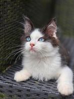 Lieve Siberische kittens blue eyes / odd eye, Kater