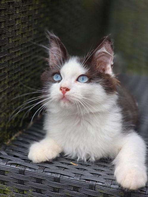 Lieve Siberische kittens blue eyes / odd eye, Dieren en Toebehoren, Katten en Kittens | Raskatten | Langhaar, Kater