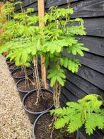 Albizia julibrissin slaapboom, Ophalen
