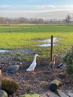 Broedeieren indische loopeenden, Dieren en Toebehoren, Eend, Geslacht onbekend