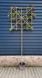 Photinia fraseri 'Red Robin' (Glansmispel) Leiboom 🌿🍁, Tuin en Terras, Ophalen, Zomer, Volle zon