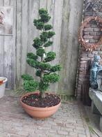 Tuinbonsai, Tuin en Terras, Ophalen of Verzenden, Overige soorten, Volle zon