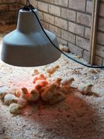 Vakantieaanbieding: 34 + 13 Poule de Bresse kuikens, Ophalen, Nieuw