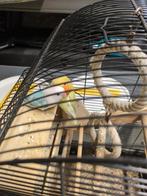 Agapornis 2stuks setje, Dieren en Toebehoren, Vogels | Parkieten en Papegaaien