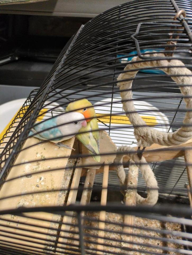 Agapornis 2stuks setje, Dieren en Toebehoren, Vogels | Parkieten en Papegaaien, Dwergpapegaai of Agapornis