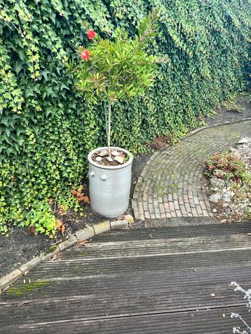 Lampepoetserplant in Oude Zuurkoolpot beschikbaar voor biedingen
