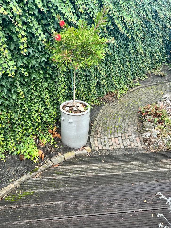Lampepoetserplant in Oude Zuurkoolpot, Tuin en Terras, Bloempotten, Ophalen of Verzenden