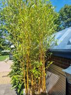 mooie gele stam bamboe in kunststof bak, Tuin en Terras, Planten | Tuinplanten, Volle zon, Vaste plant, Zomer, Ophalen