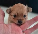 nog 1 heel lief klein teefje, Dieren en Toebehoren, Overige rassen, 8 tot 15 weken, Teef, Eén hond