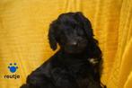 Stoere kruising welsh corgi - labradoodle pups., Nederland, Parvo, Overige rassen, 8 tot 15 weken