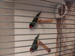 Gouldamadines te koop in enschede, Dieren en Toebehoren, Vogels | Overige Vogels, Meerdere dieren